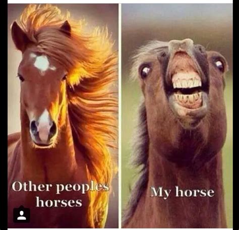 funny pics of horses|30,000+ Free Funny Horse & Horse。